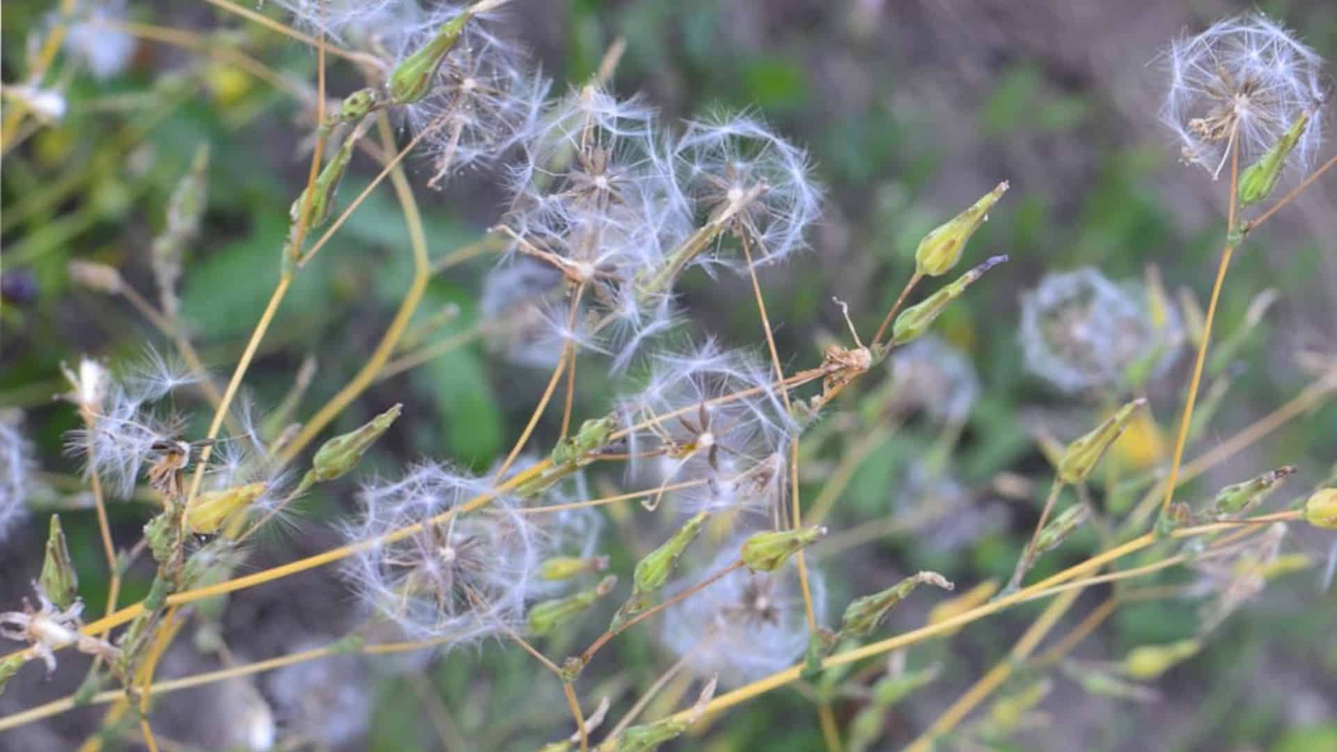 Seed Head and Puffball