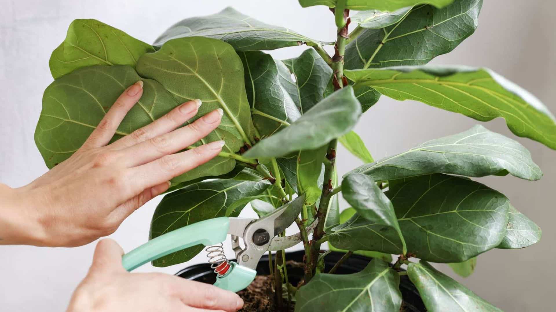 Select and Cut Your Stem