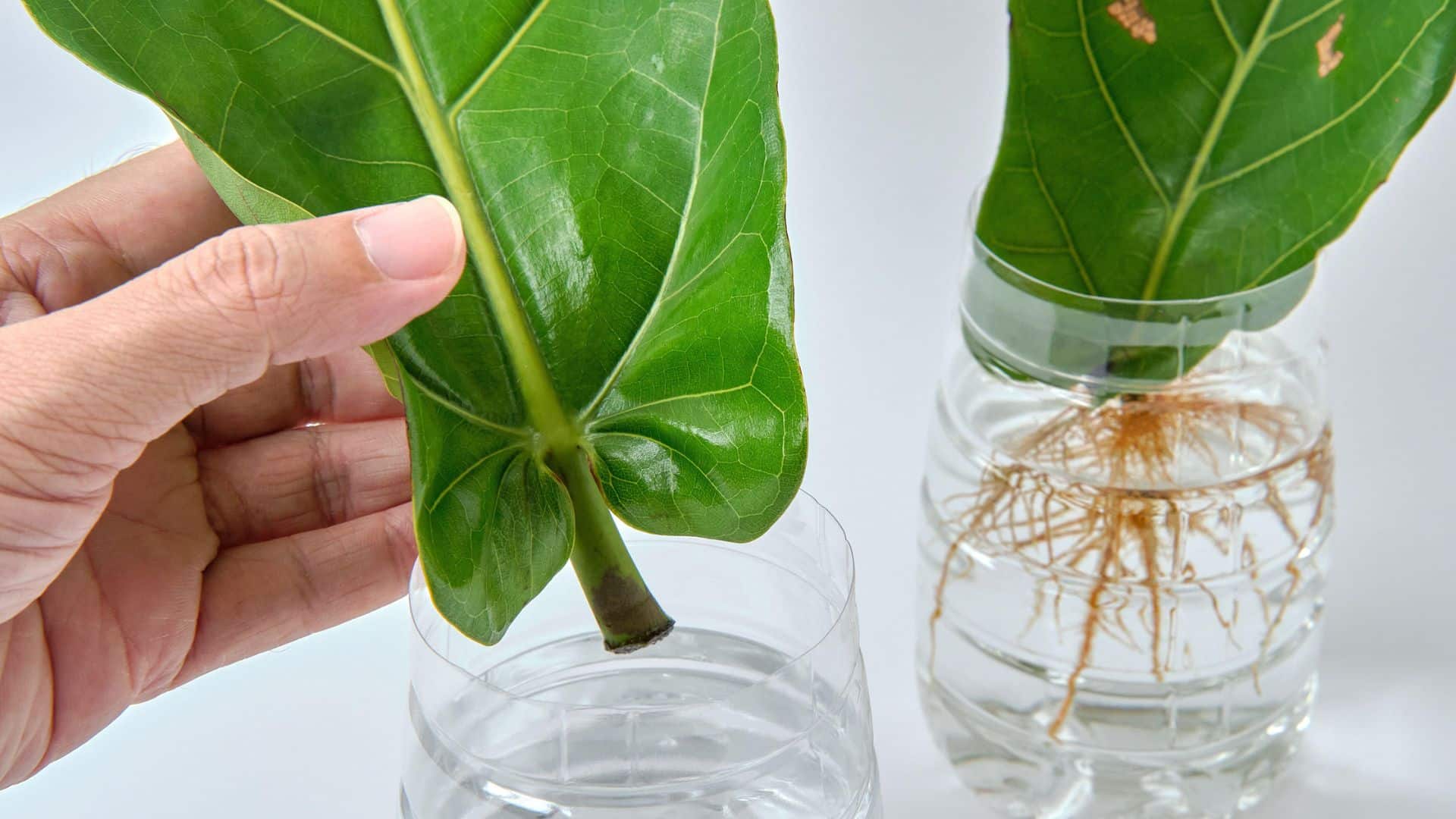 Set Up Water Container