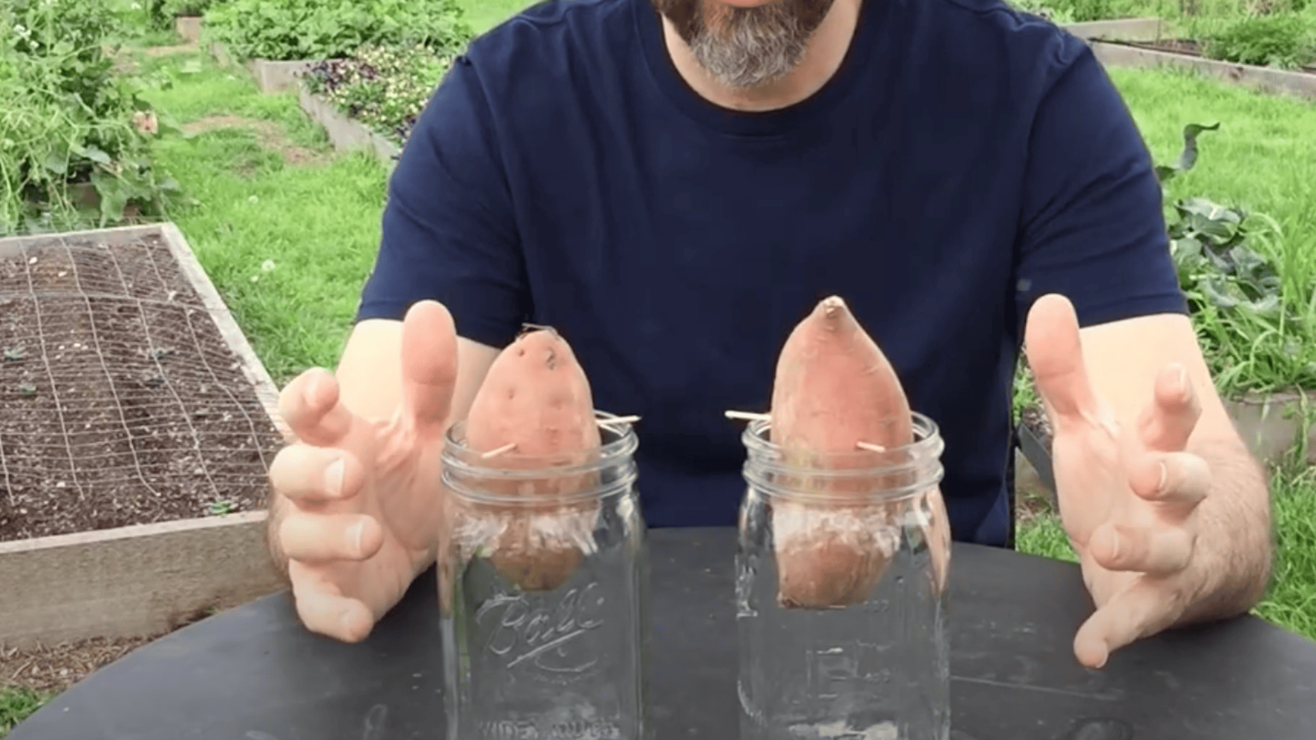 Set Up Your Sweet Potato in Water