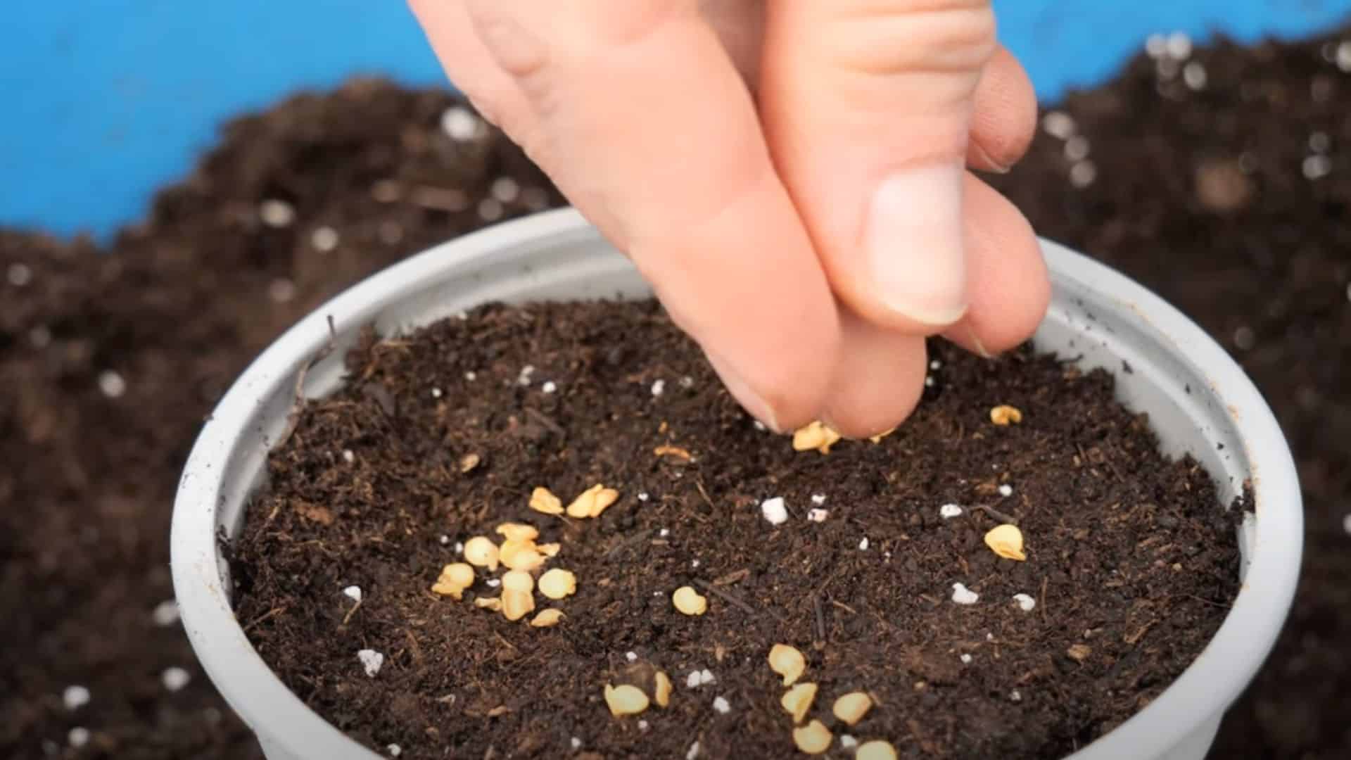 Step2-Plant-Your-Seeds-or-Seedlings