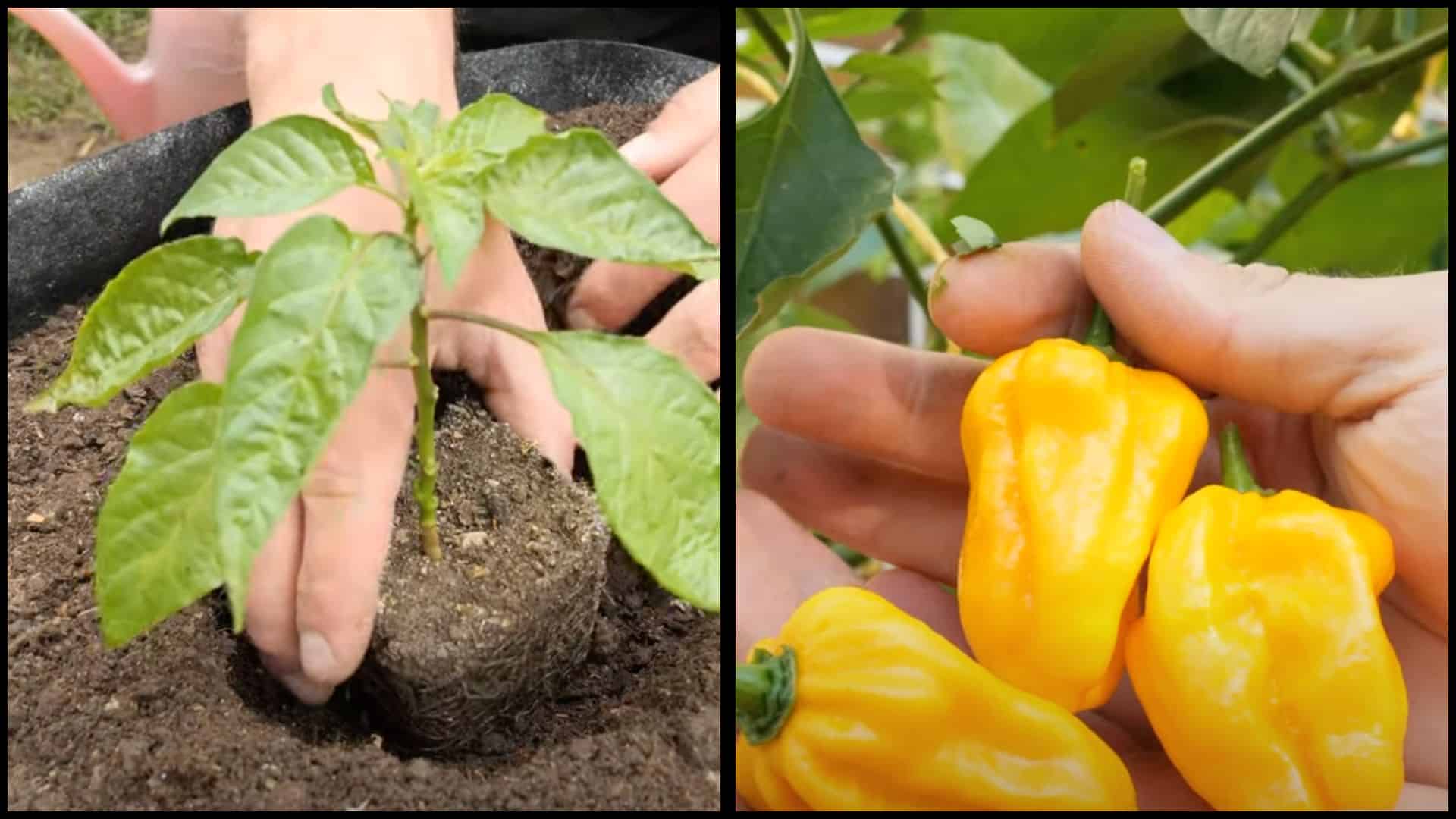 Step5-Transplant-and-Harvest