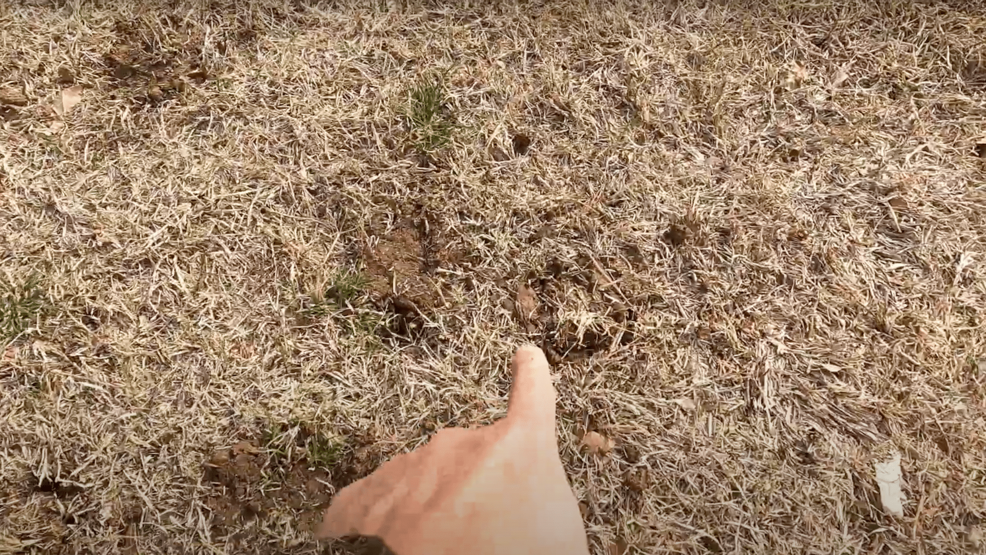 Insert the Zoysia Plugs