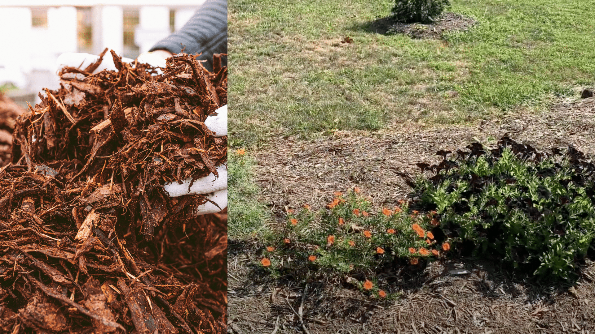 Apply Mulch