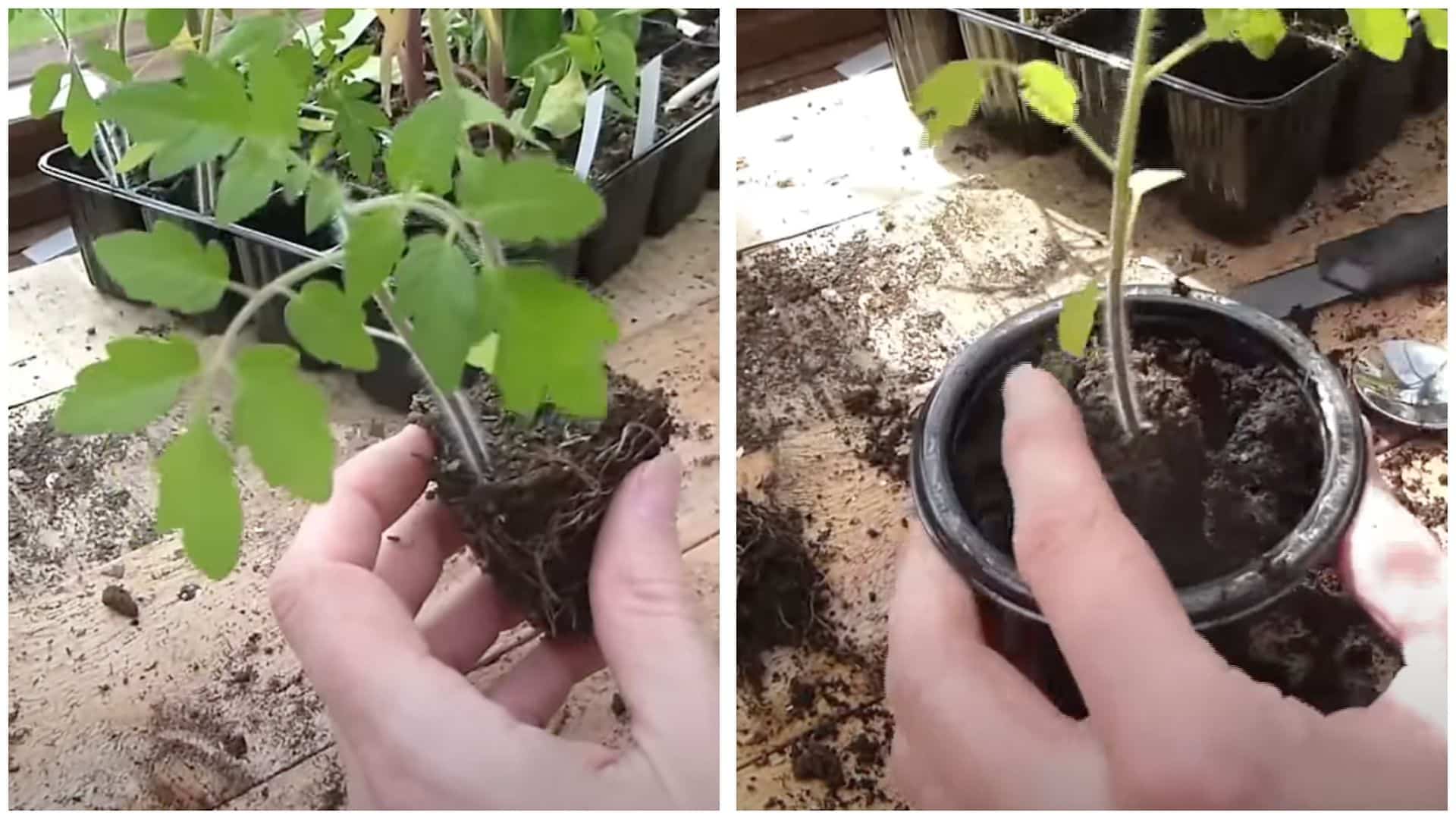 Transplant Gently When Bigger