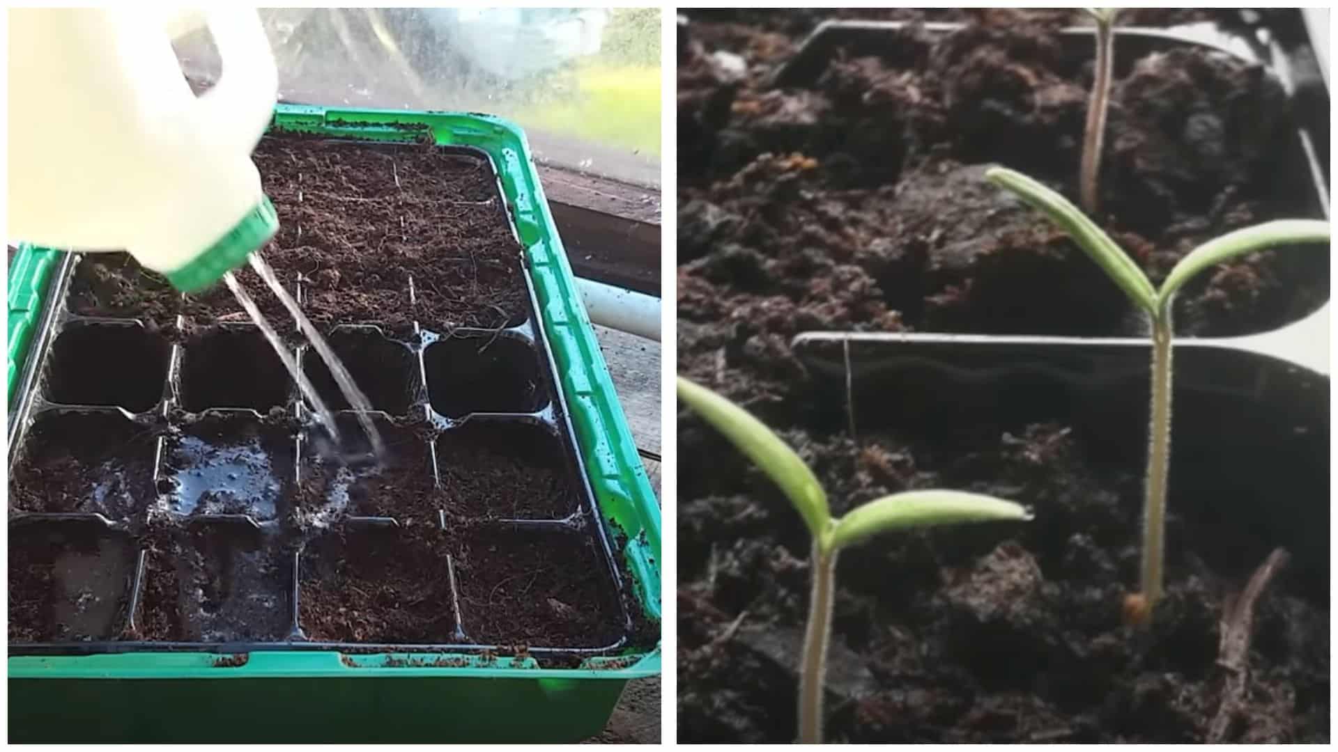 Water and Wait for Sprouts