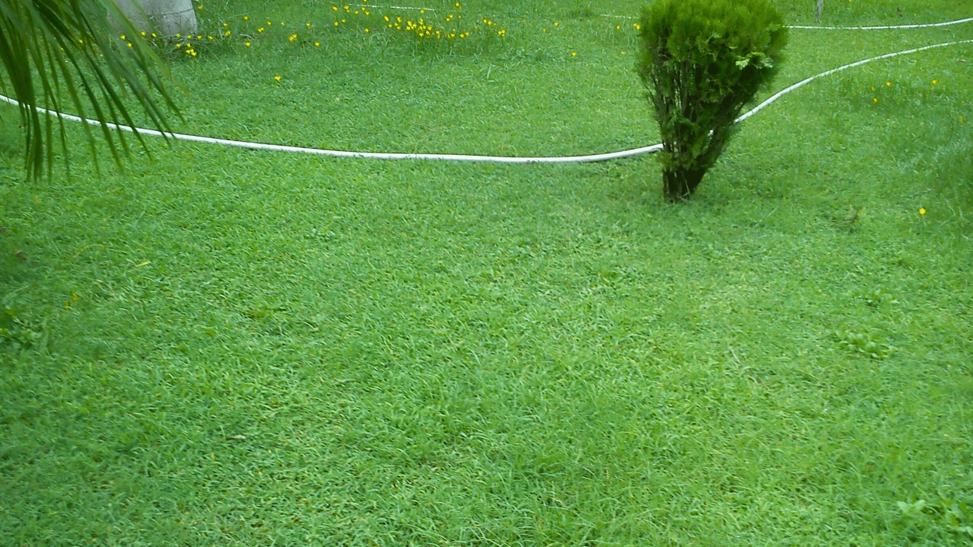 What Does Buffalo Grass Look Like?