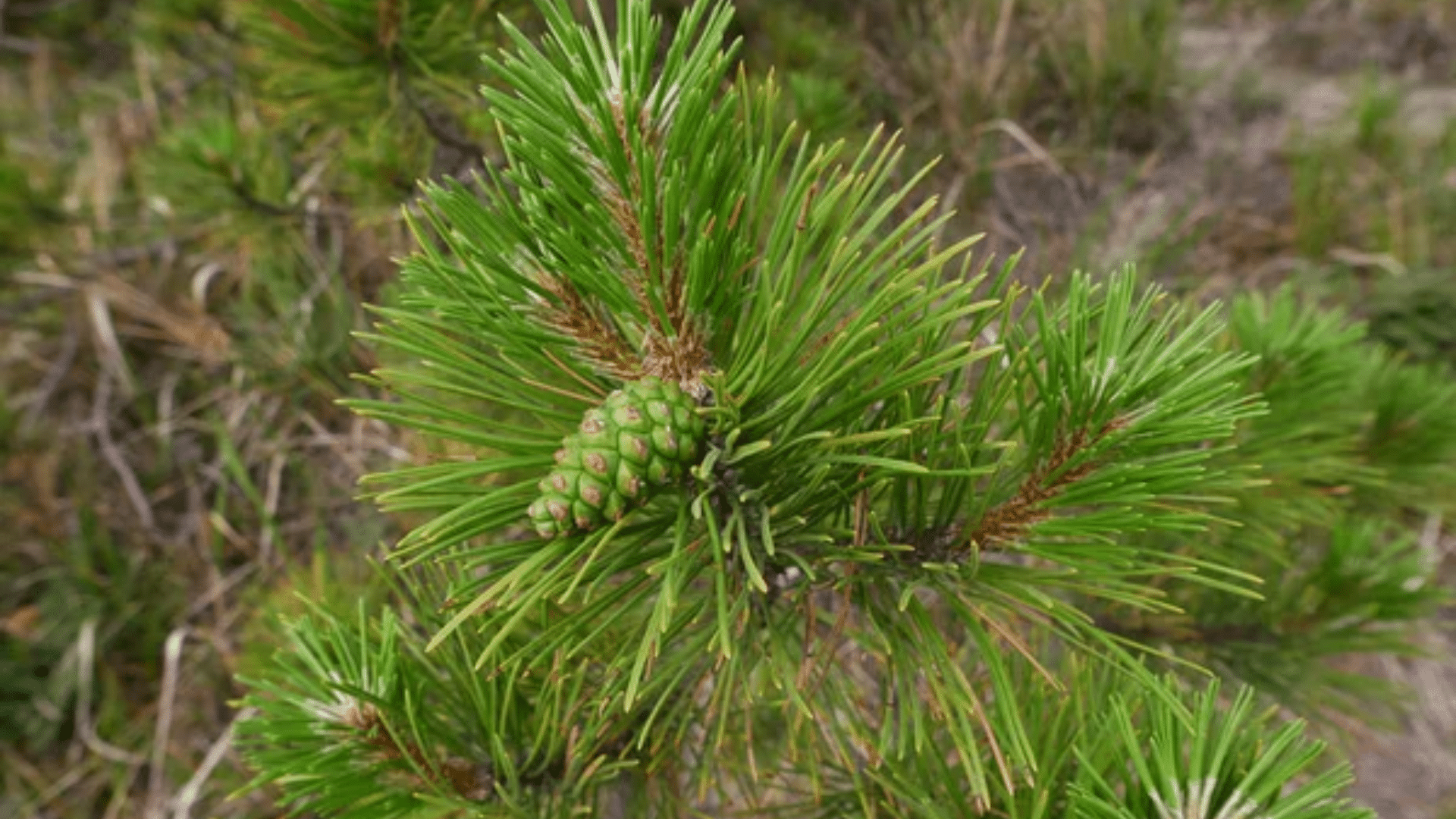 bull pine