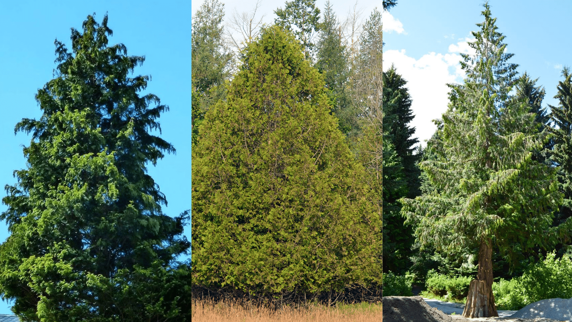 _cedro blanco vs other cedar