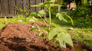 do raspberries like acidic soil