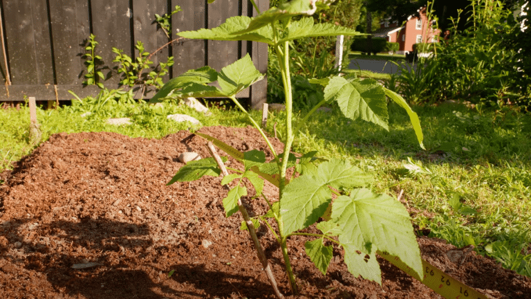 do raspberries like acidic soil