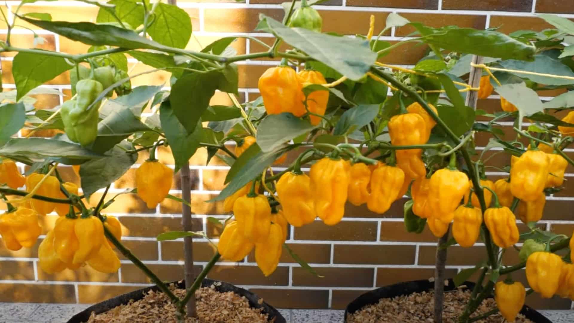 growing habanero in pots
