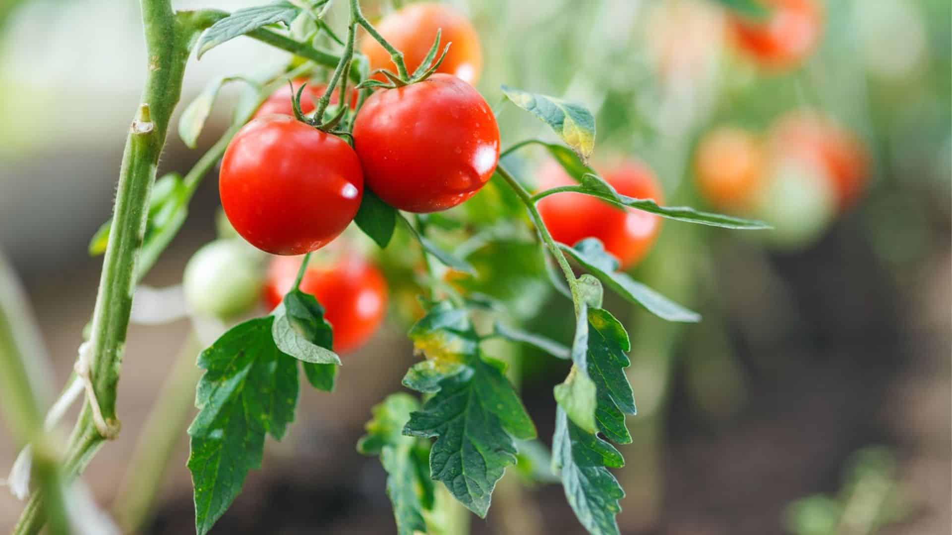 growing tomatoes from seed