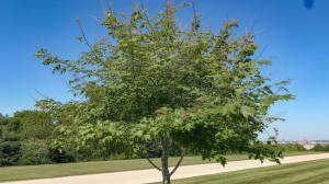 hackberry tree pros and cons