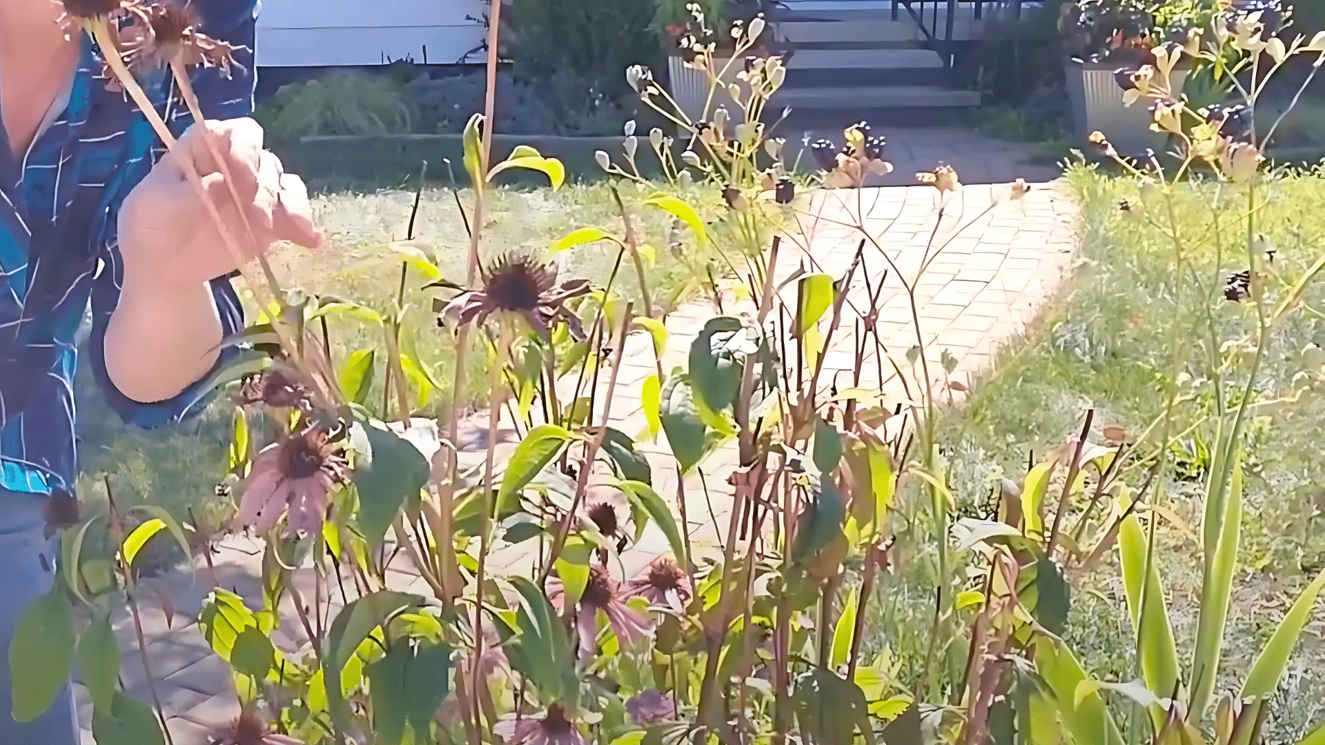 how to collect coneflower seeds