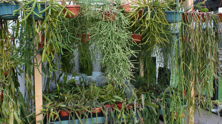 hurricane cactus