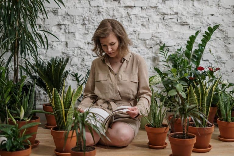 Mastering the Microclimate: Essential Tips for Greenhouse Temperature & Humidity Control