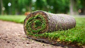transplanting grass