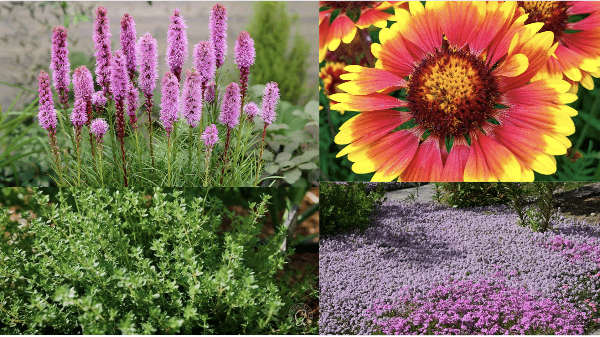 14 Best Companion Plants for Liatris