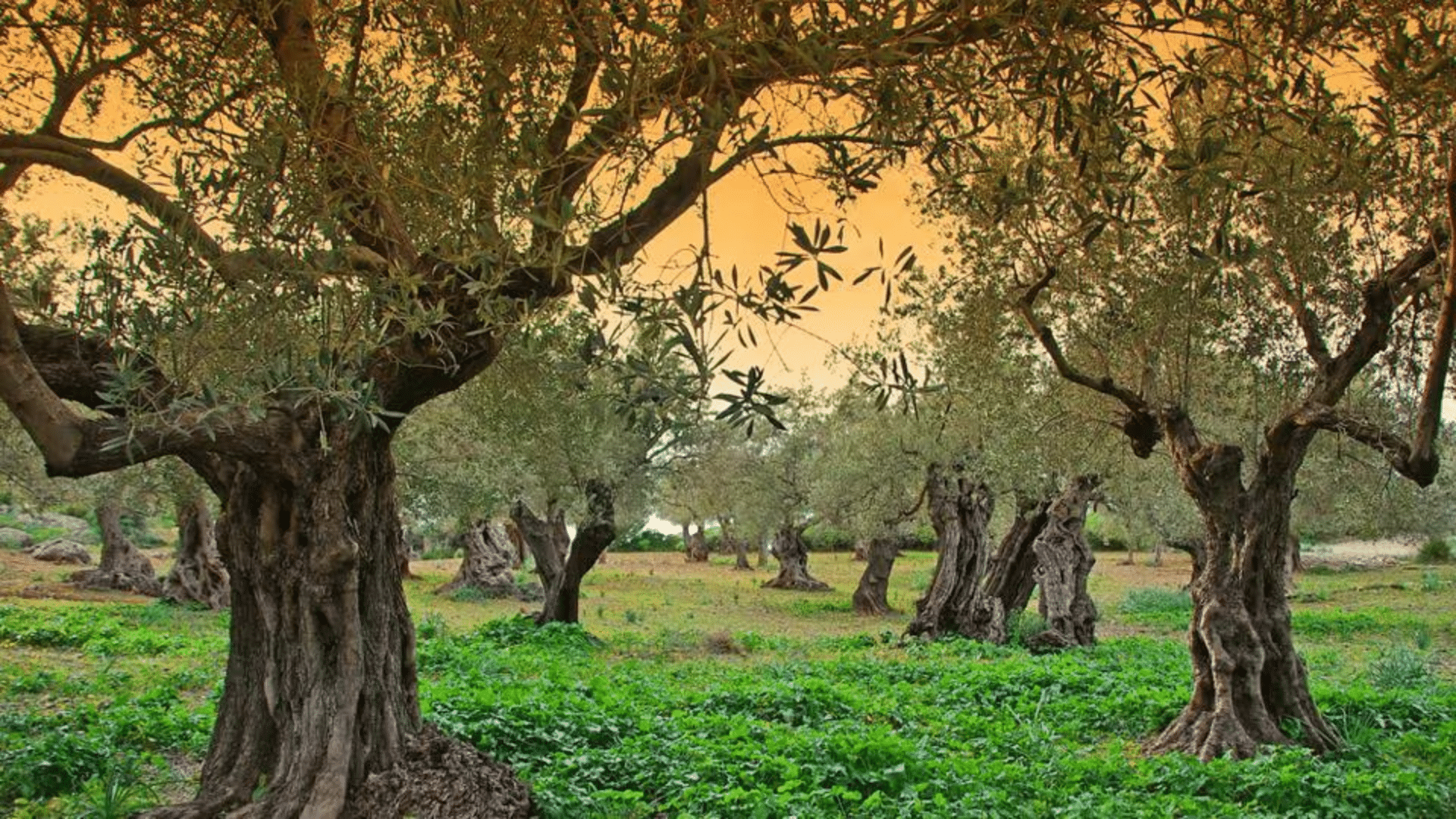 25 Common Trees You’ll See All Over Spain