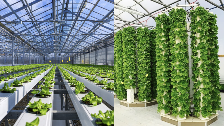 Aeroponics vs Hydroponics- Key Differences