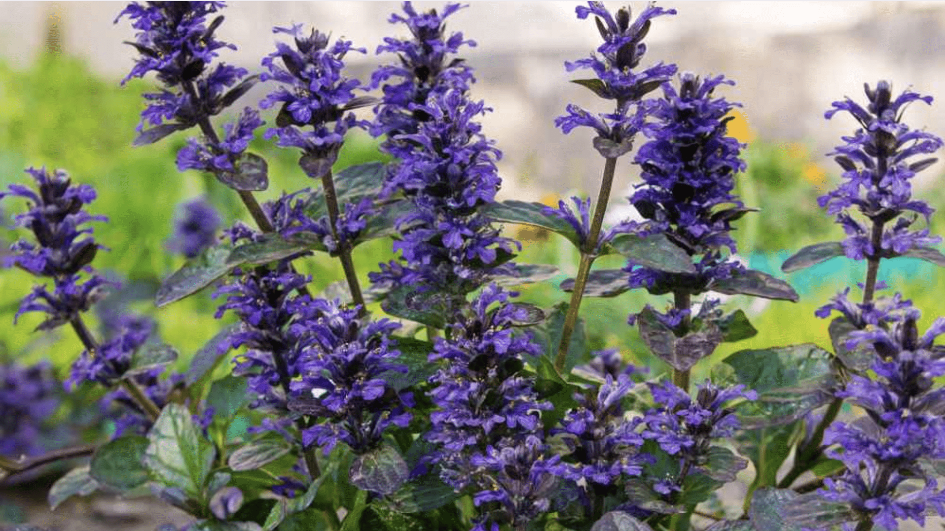 Ajuga (Ajuga reptans)