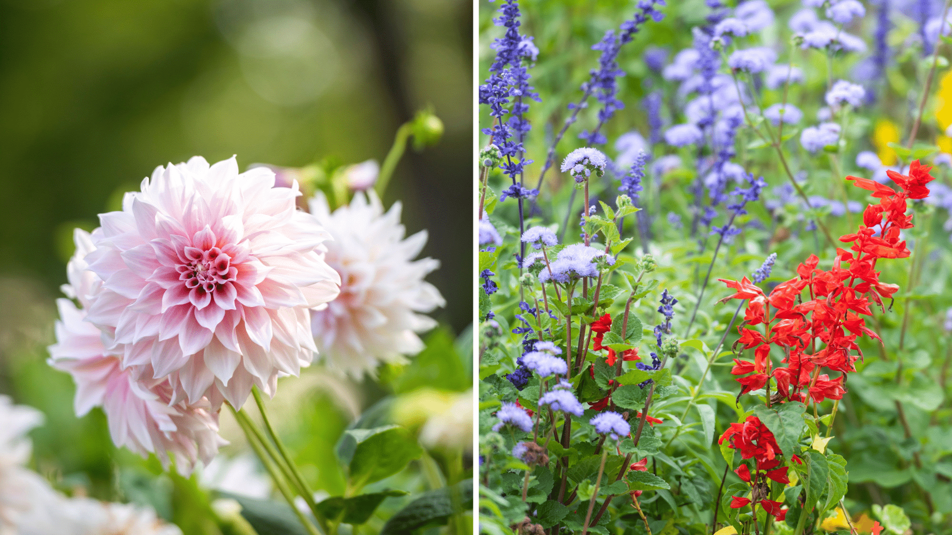 Annual vs. Perennial
