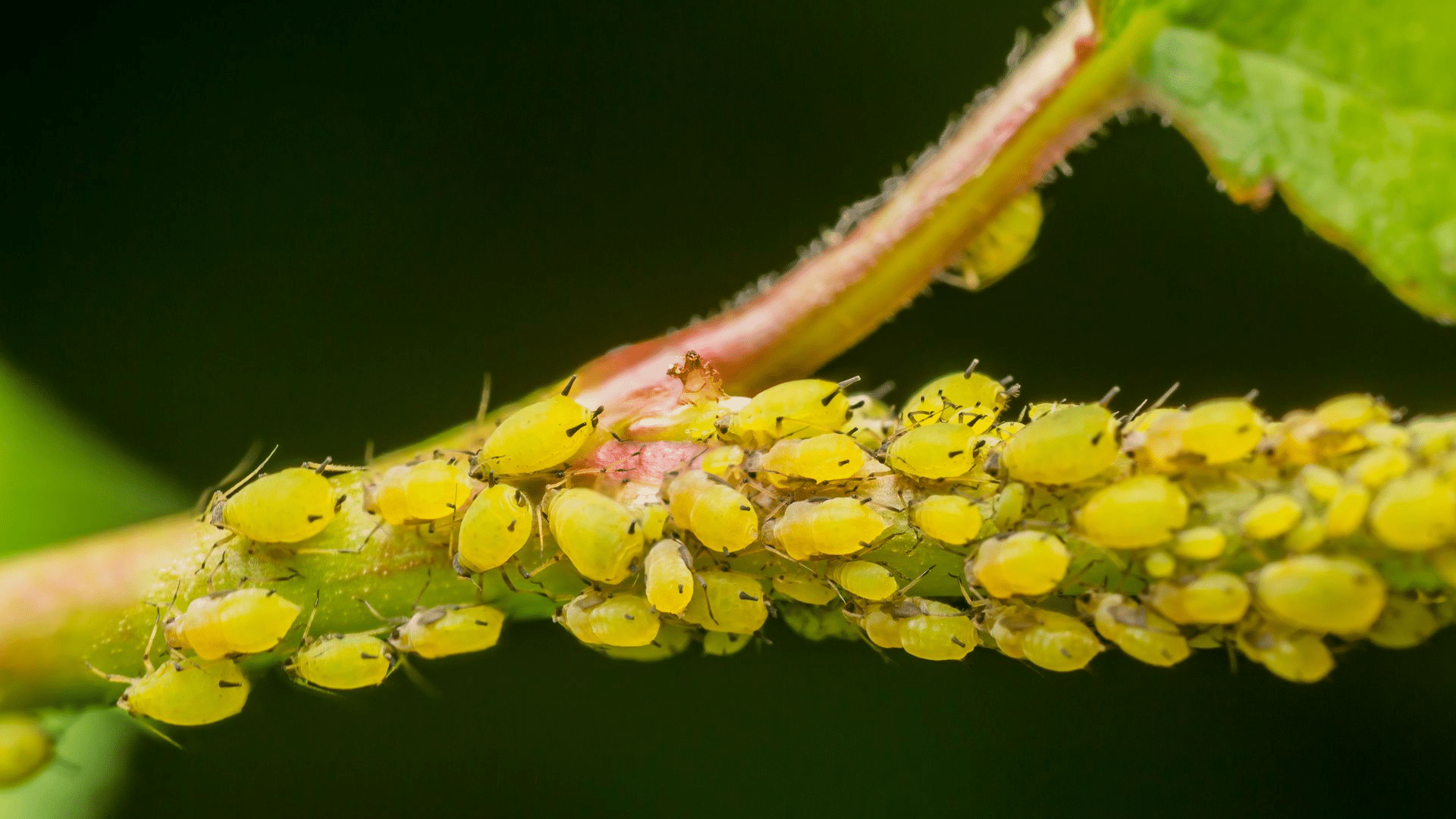 Aphids