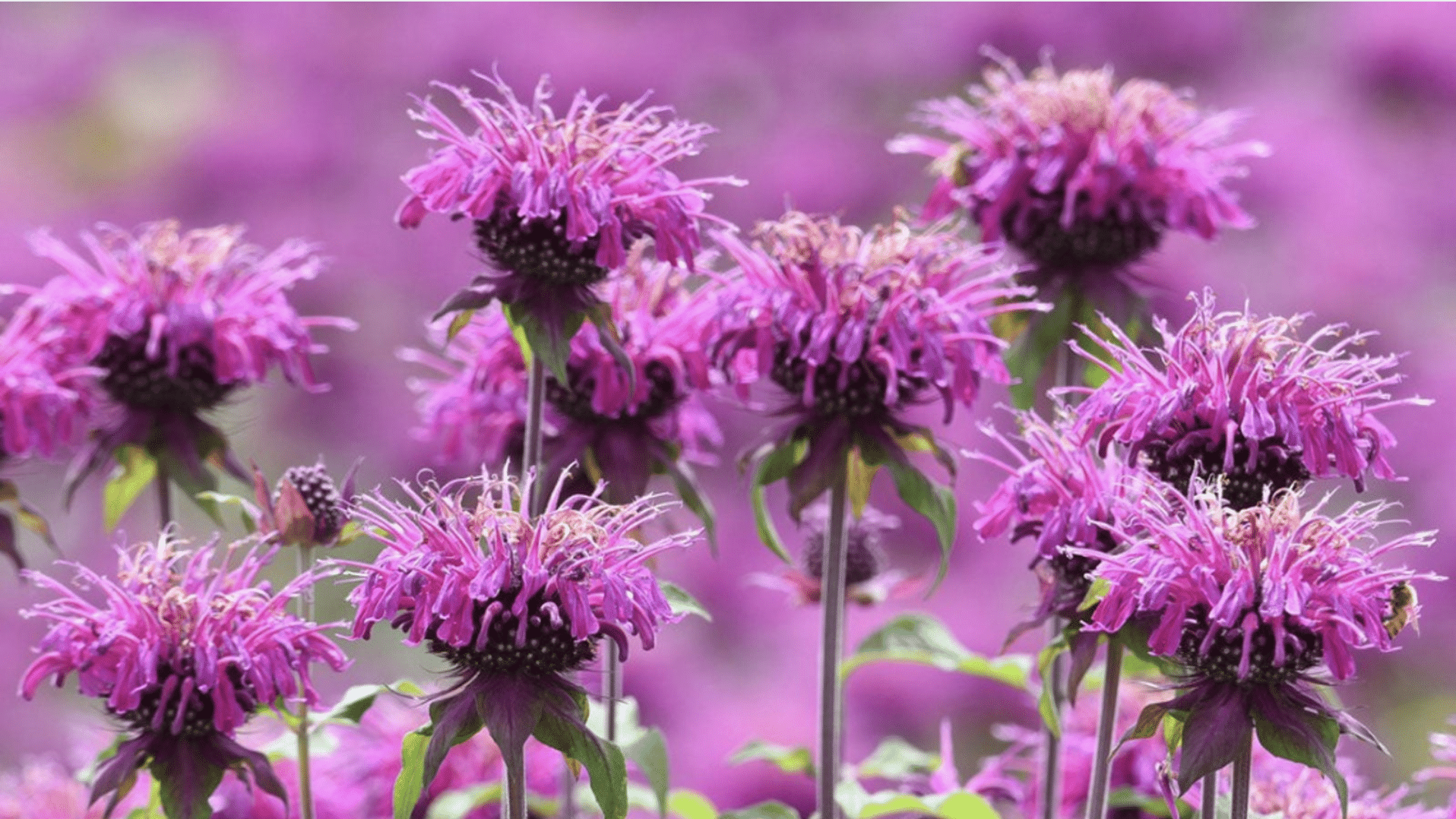 Bee Balm (Monarda didyma)