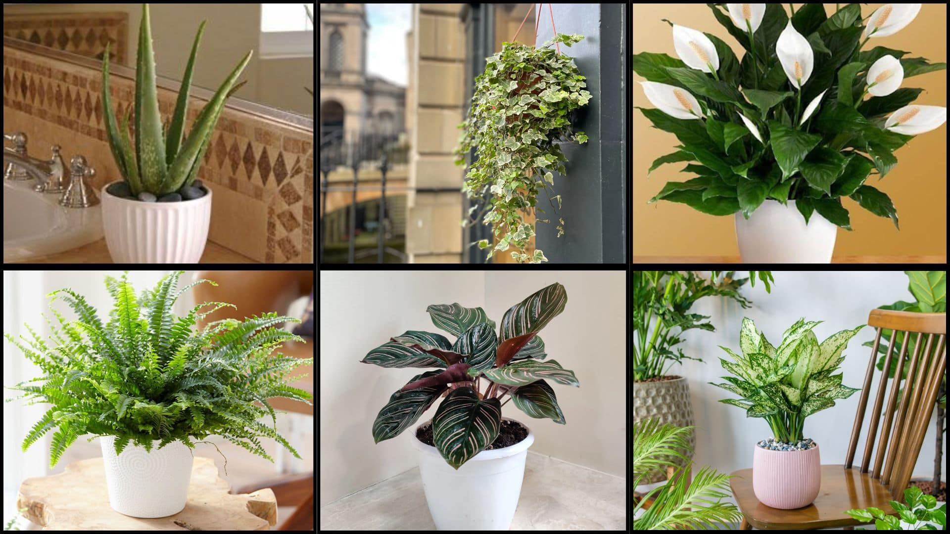 Best Indoor Plants to Pair with Tile Bathroom Floors