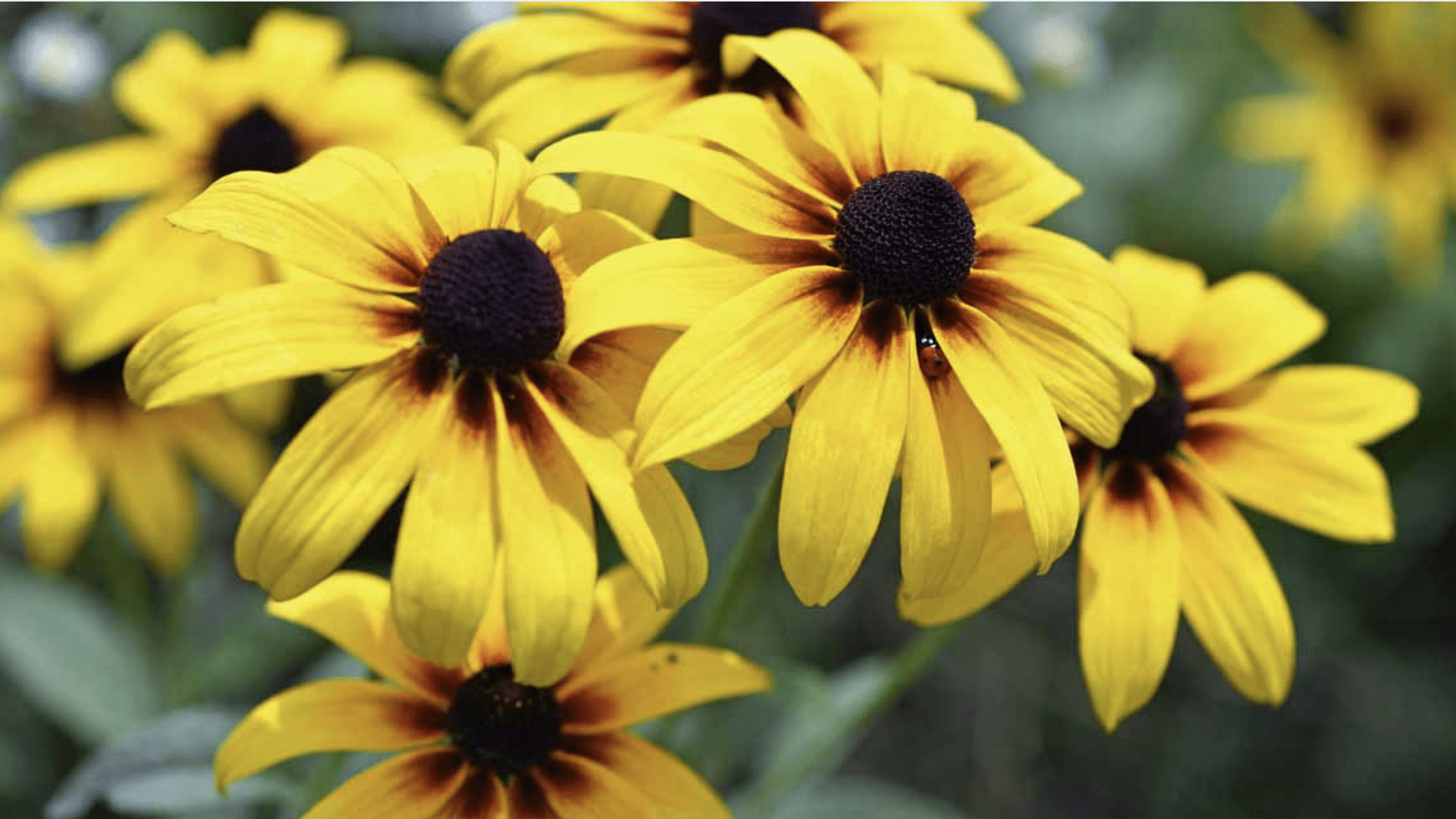 Black-eyed Susan (Rudbeckia hirta)