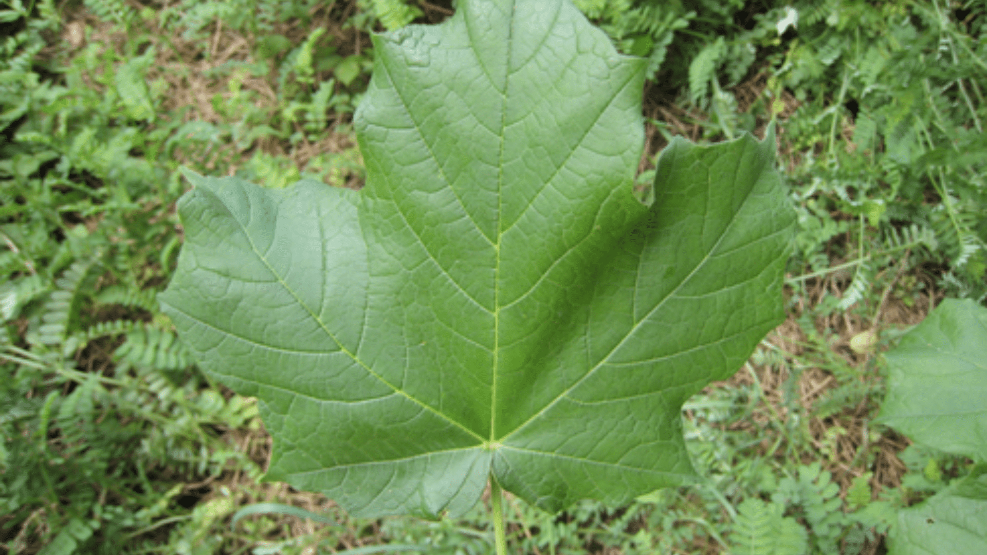 Black Maple