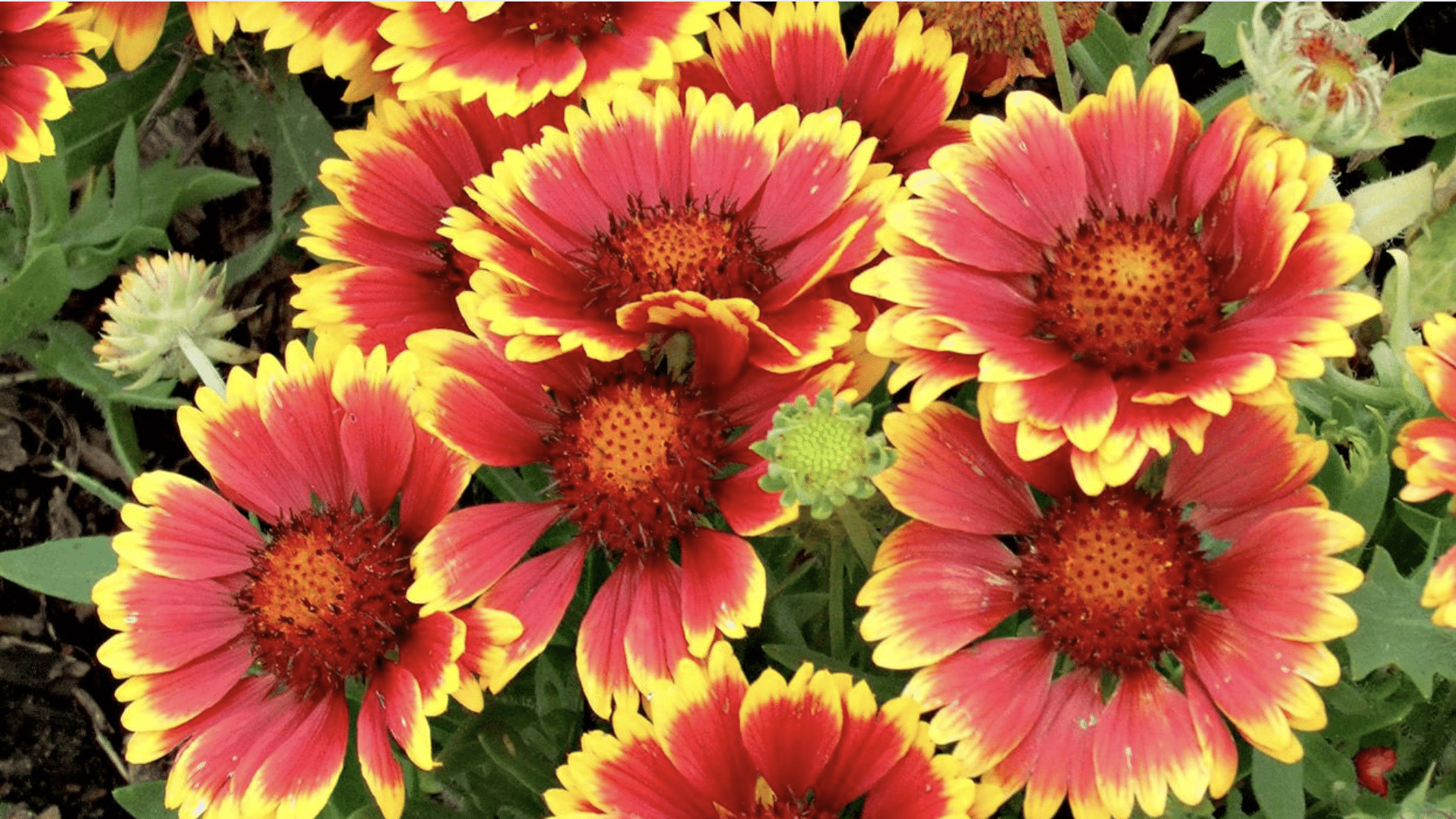 Blanket Flower (Gaillardia)