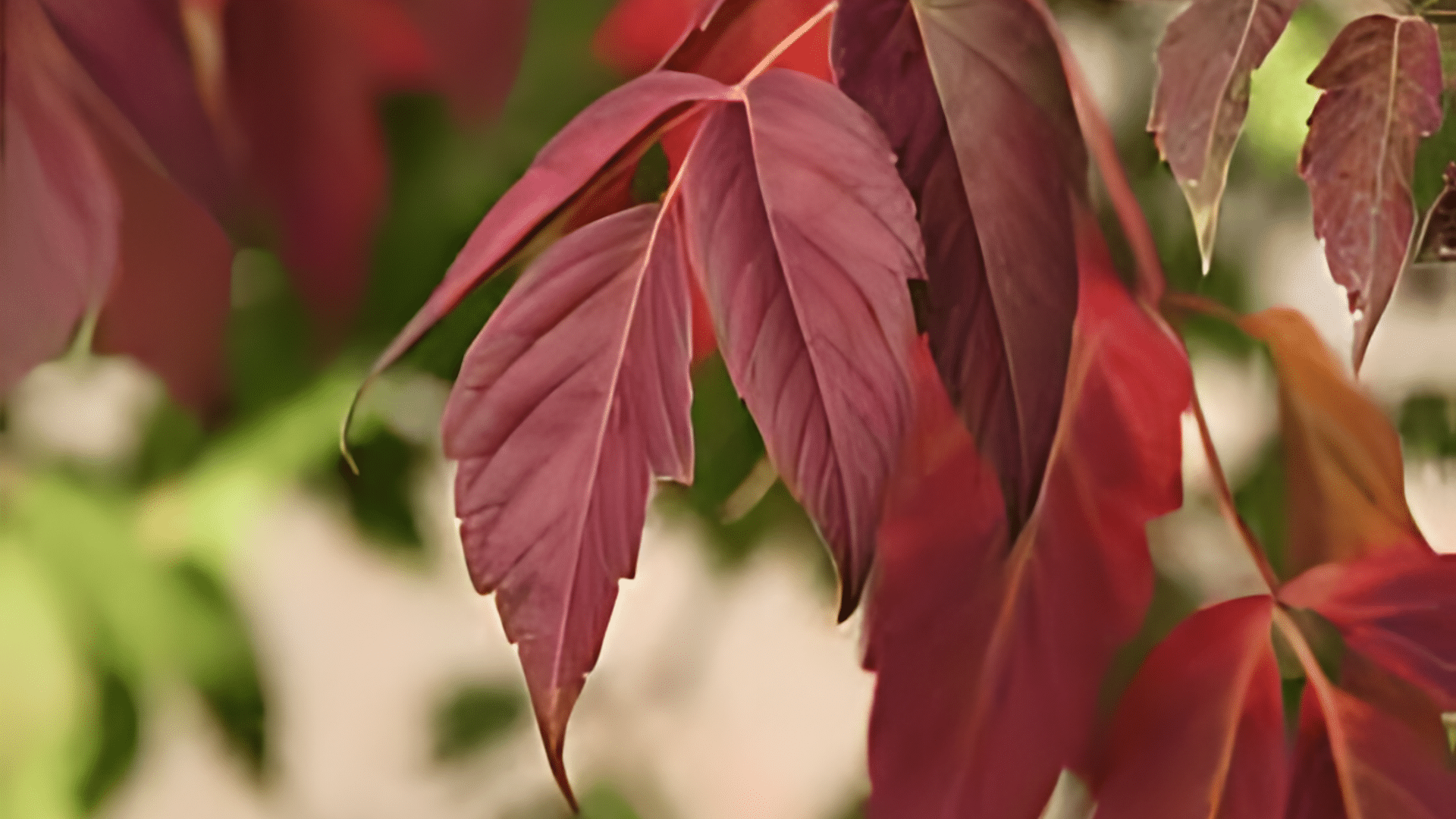 Boxelder Maple