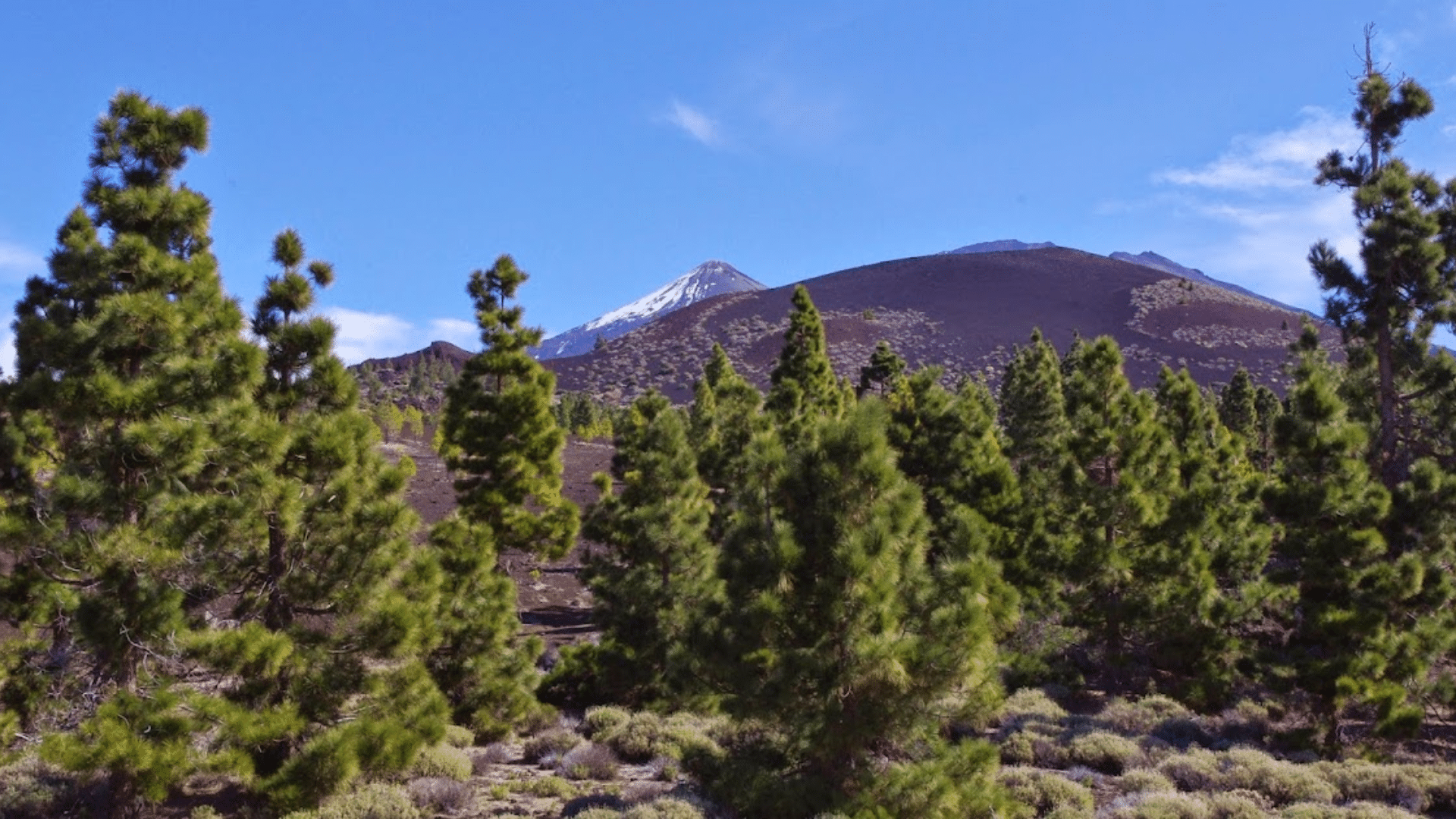 Canary Island Pine