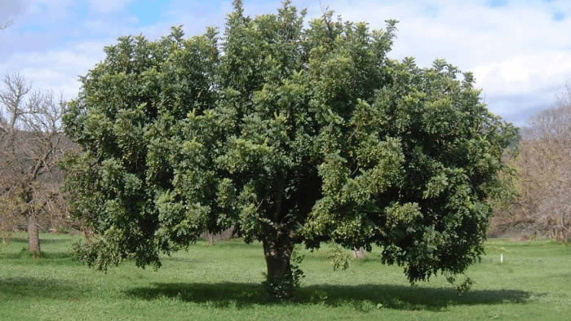 Carob Tree