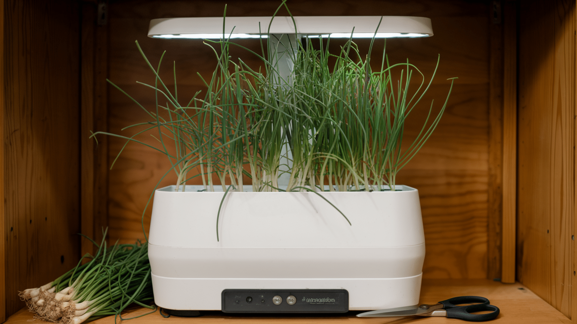 Chives