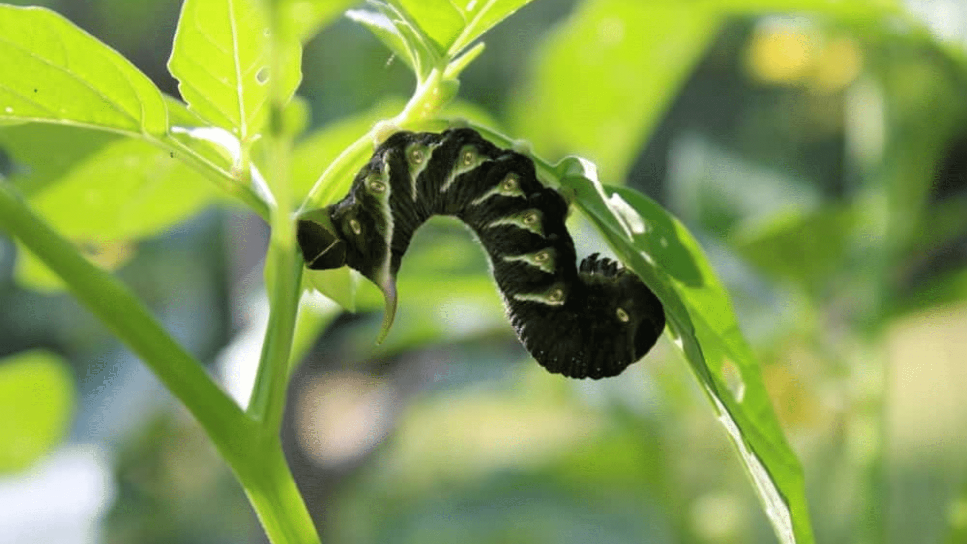 Common Pests That May Affect Your Tomatillo Plants