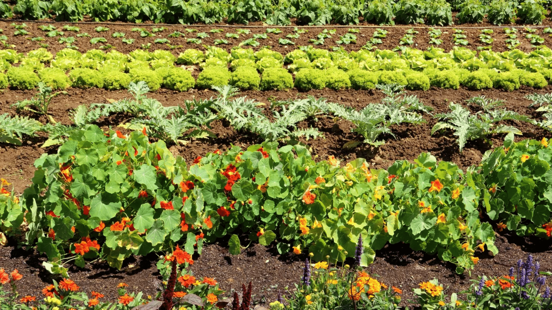 Companion Planting