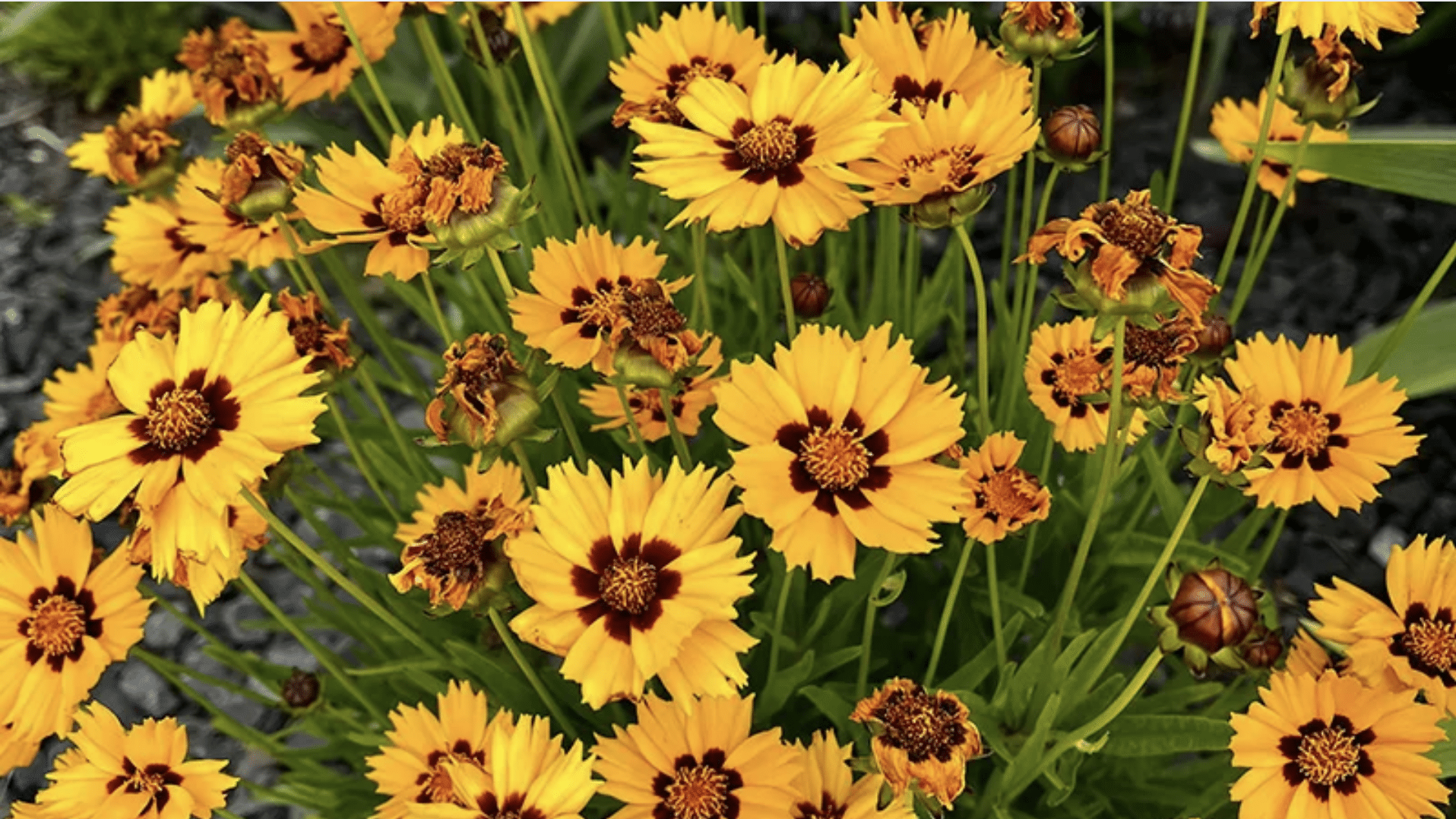 Coreopsis (Coreopsis verticillata)