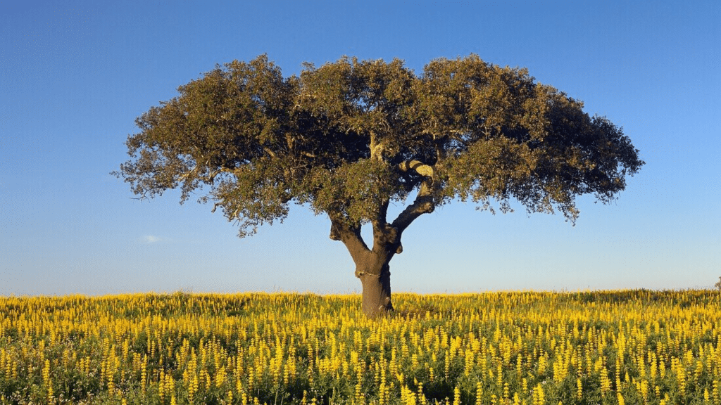 25 Common Trees You’ll See All Over Spain - Randy Lemmon
