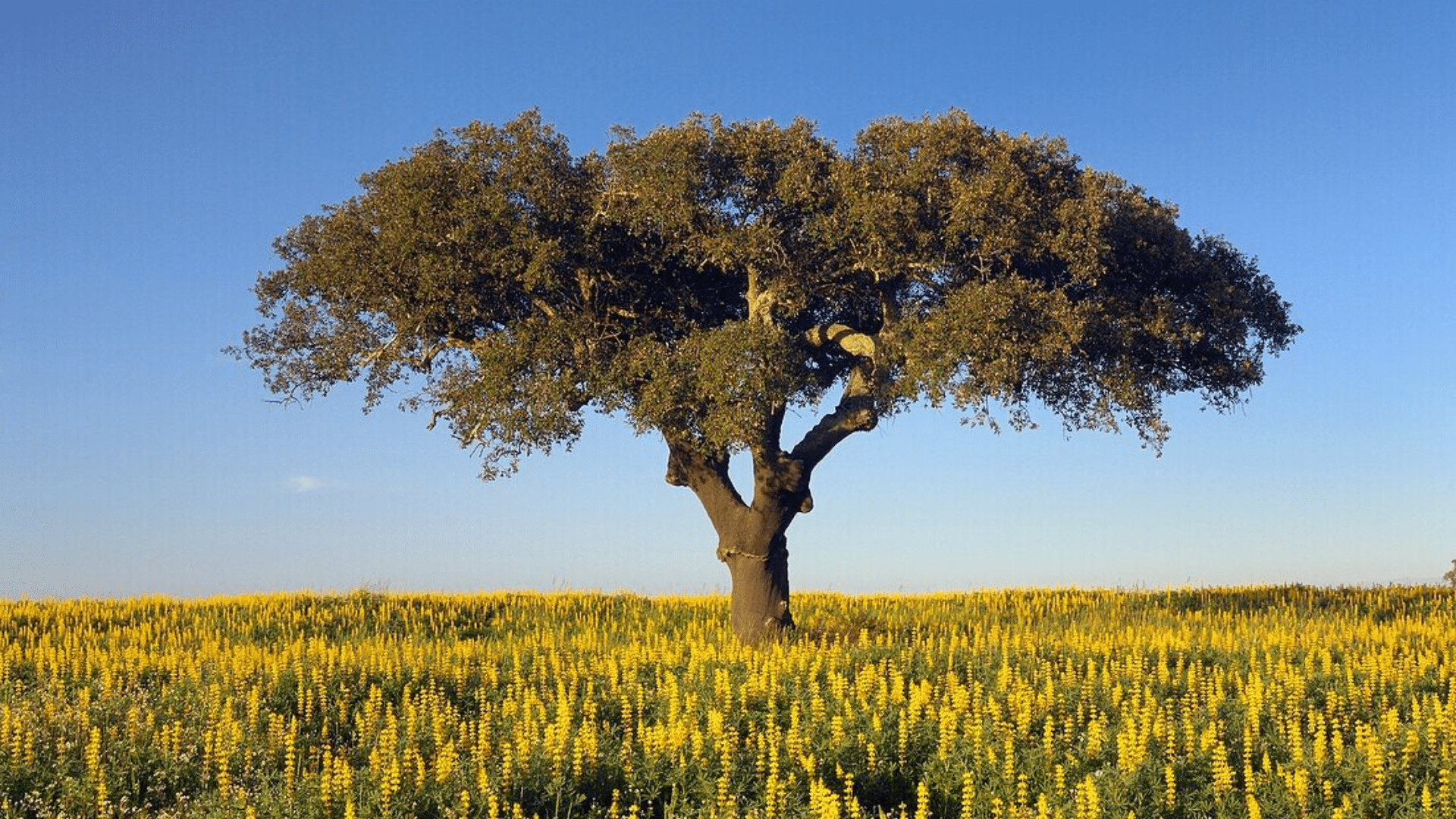 Cork Oak