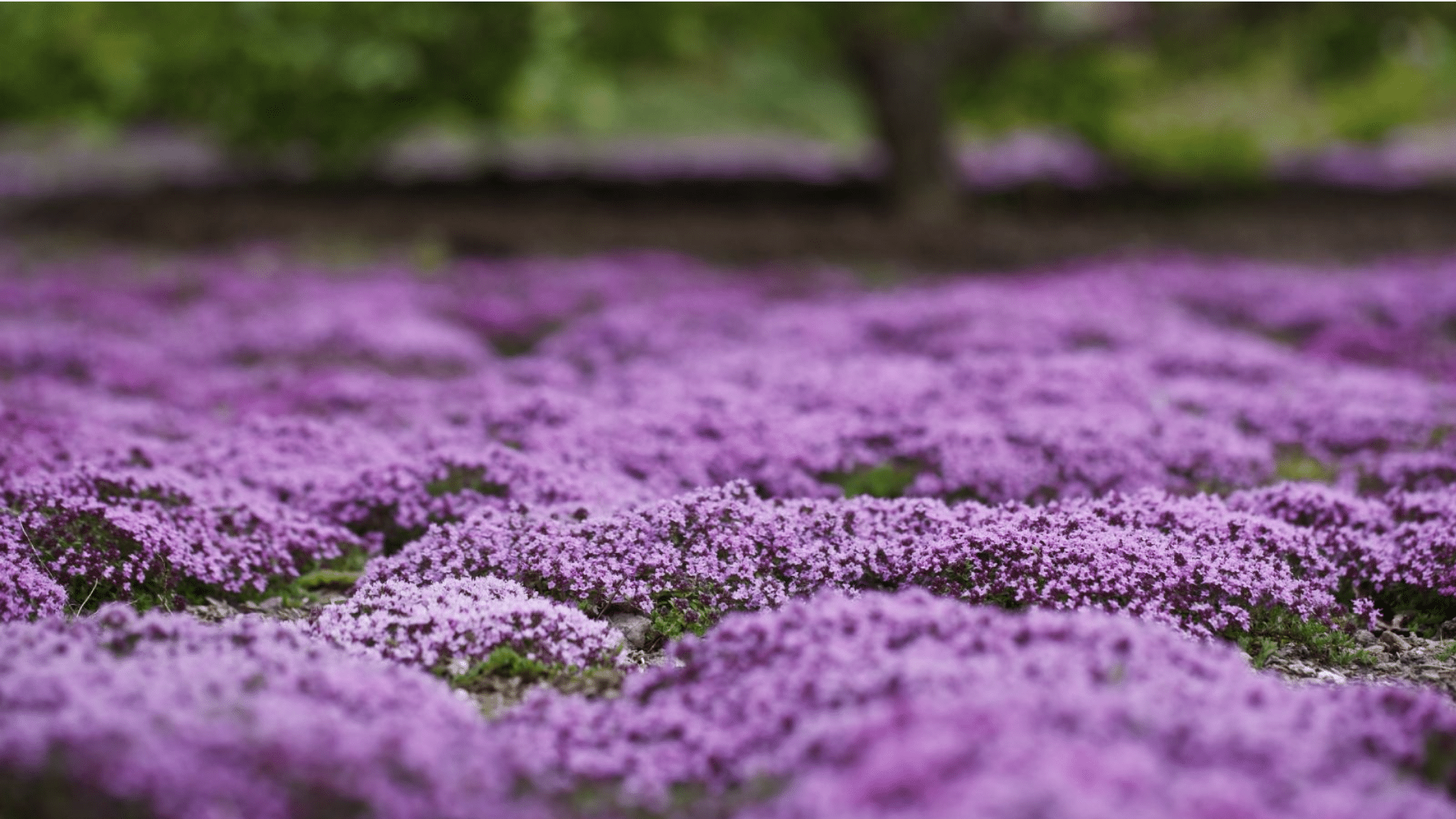 Creeping Thyme (Thymus serpyllum)