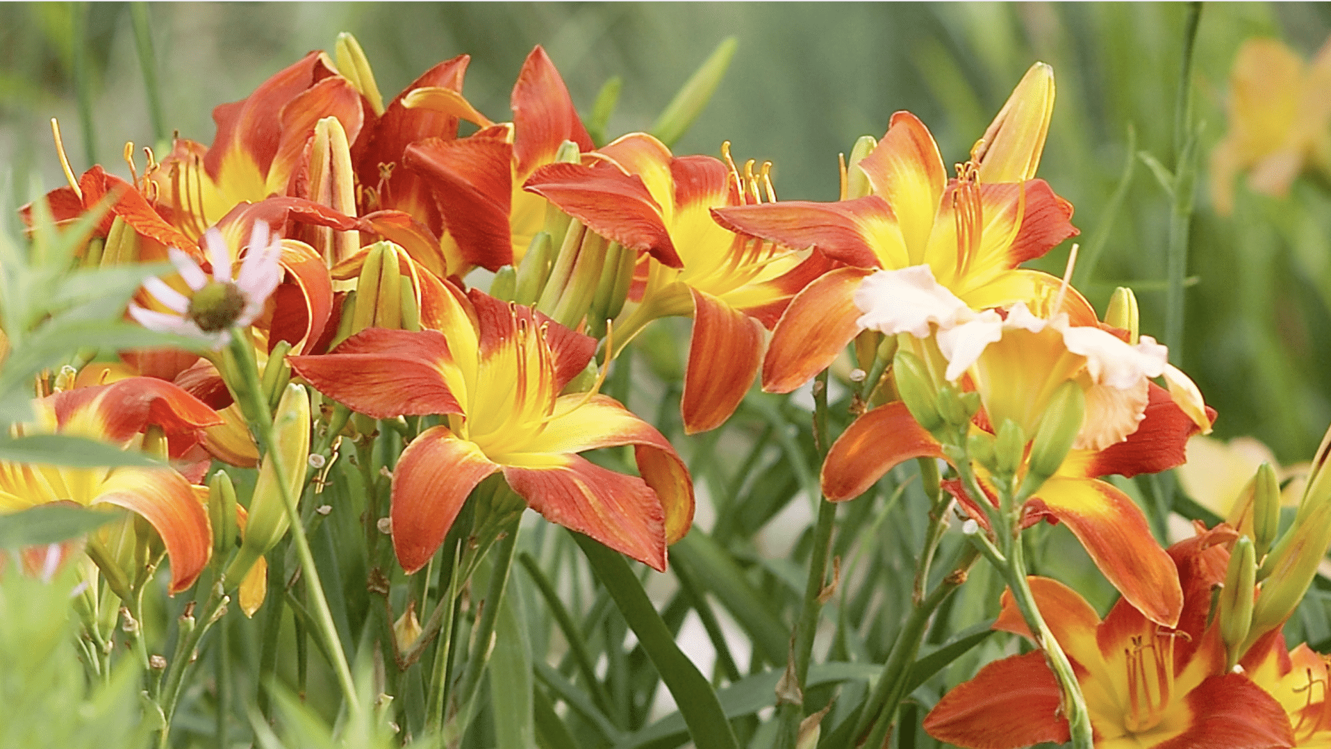 Daylilies (Hemerocallis)
