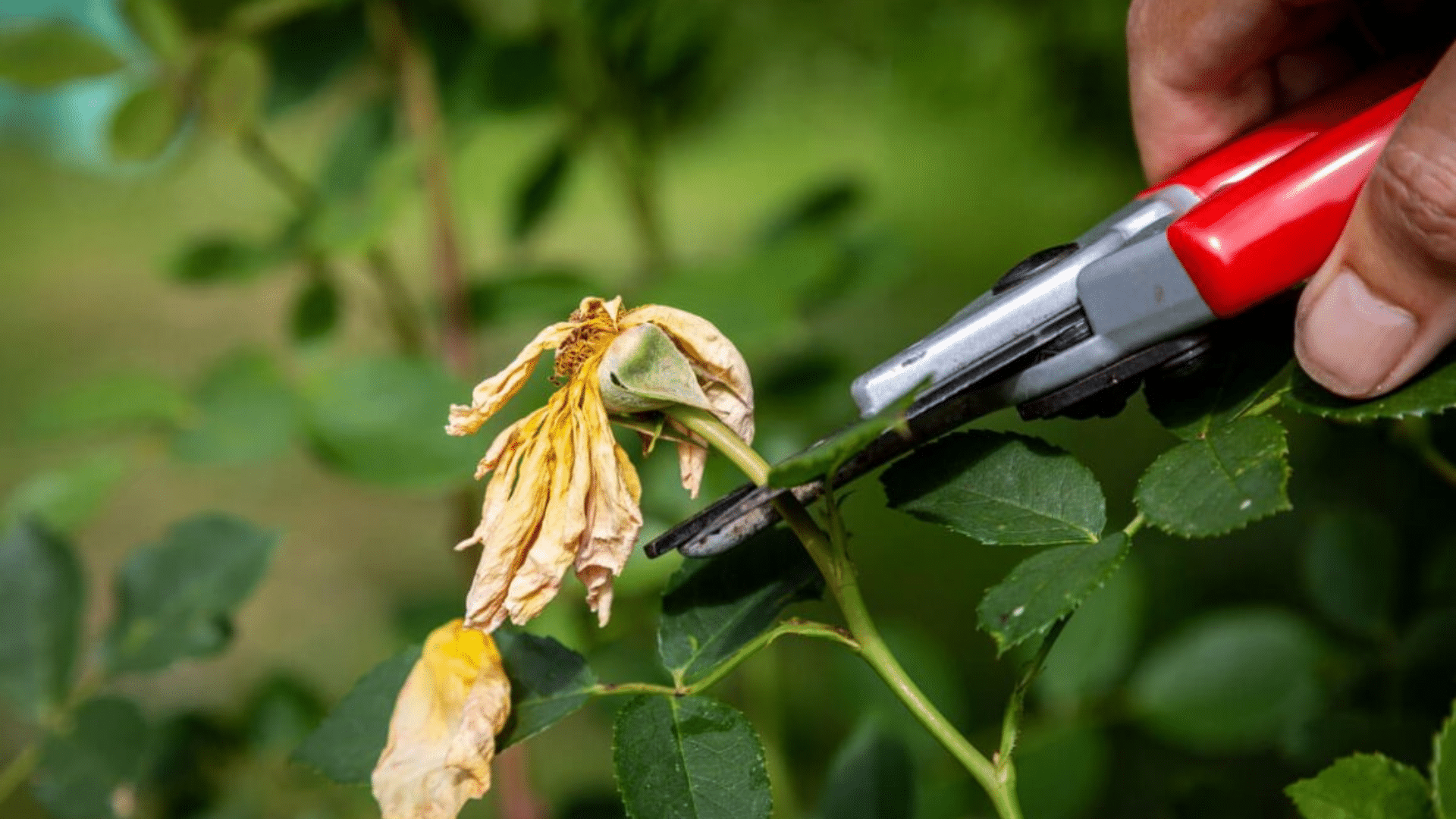 Deadheading