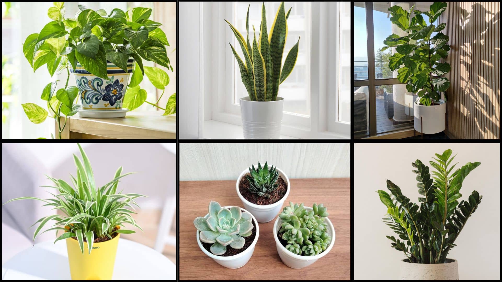 Displaying Indoor Plants with Your New Shiplap Wall