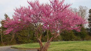 Do Redbud Trees Have Invasive Roots?