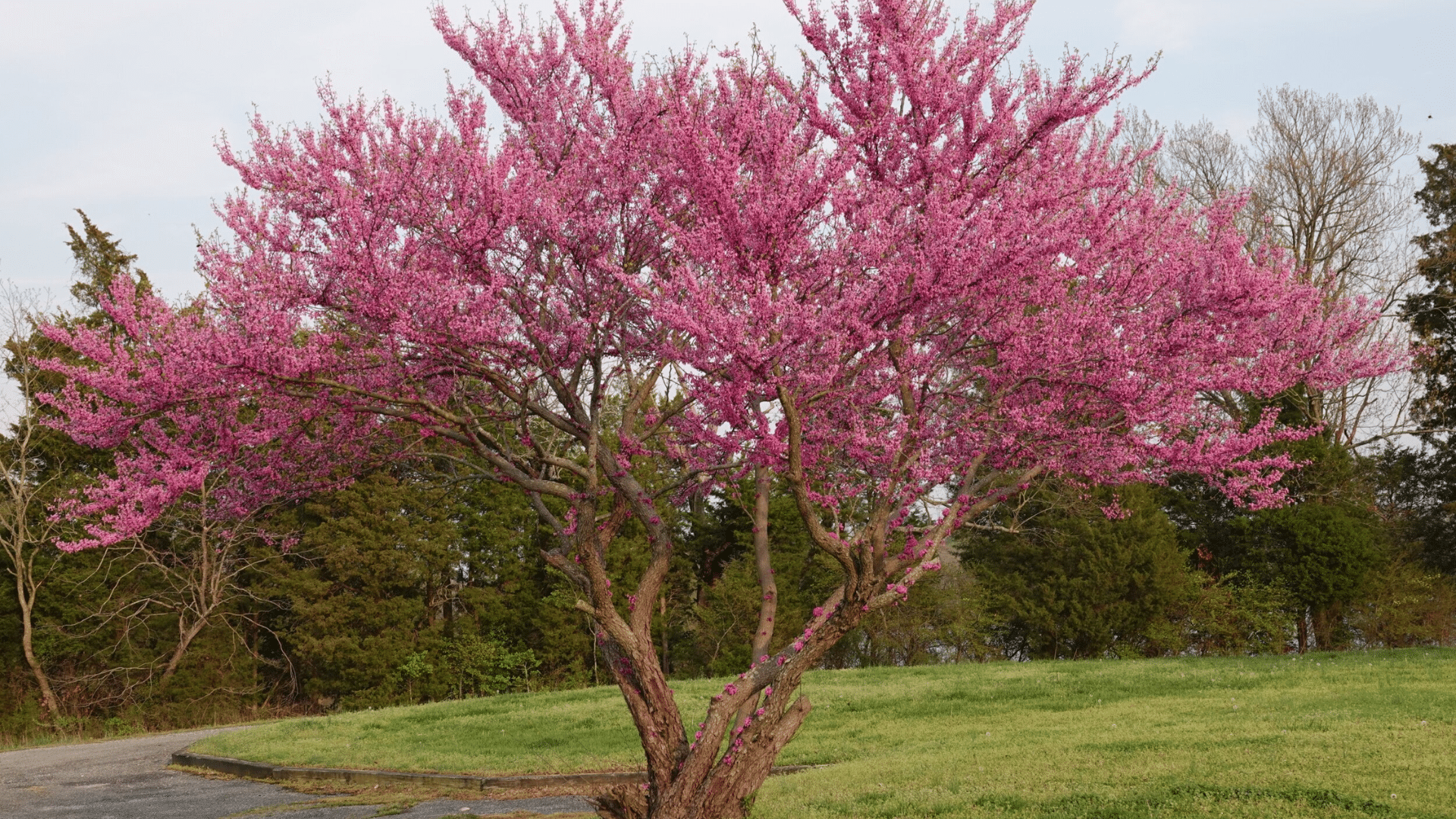 Do Redbud Trees Have Invasive Roots?