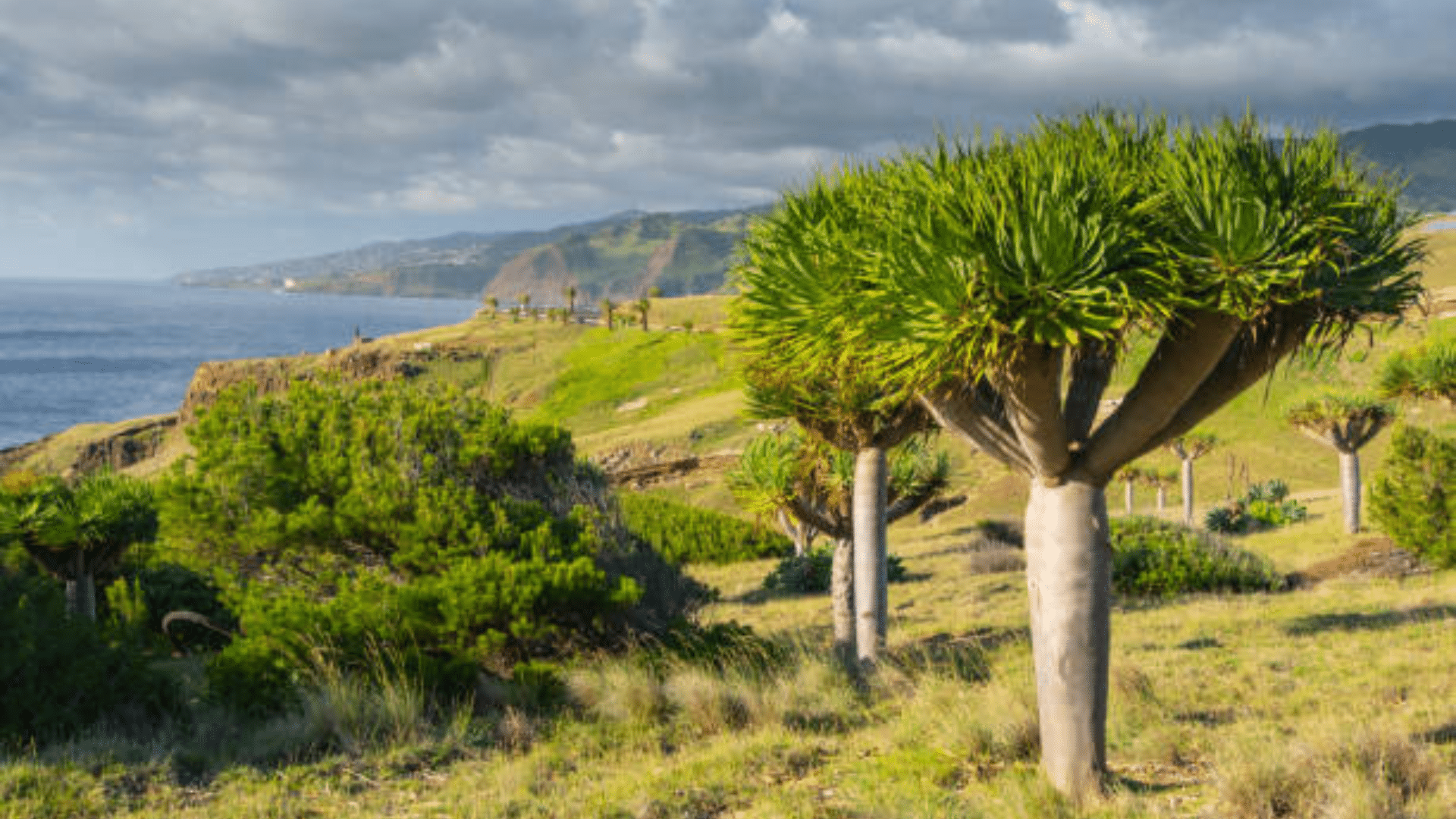 Dragon Tree