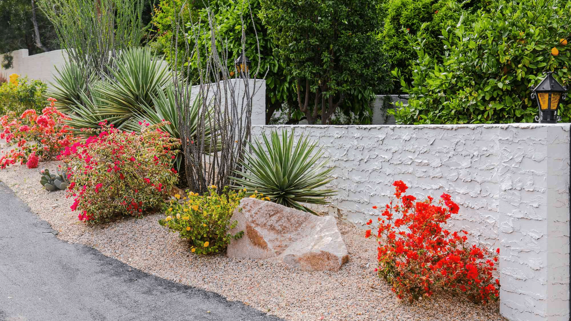 Drought-Tolerant